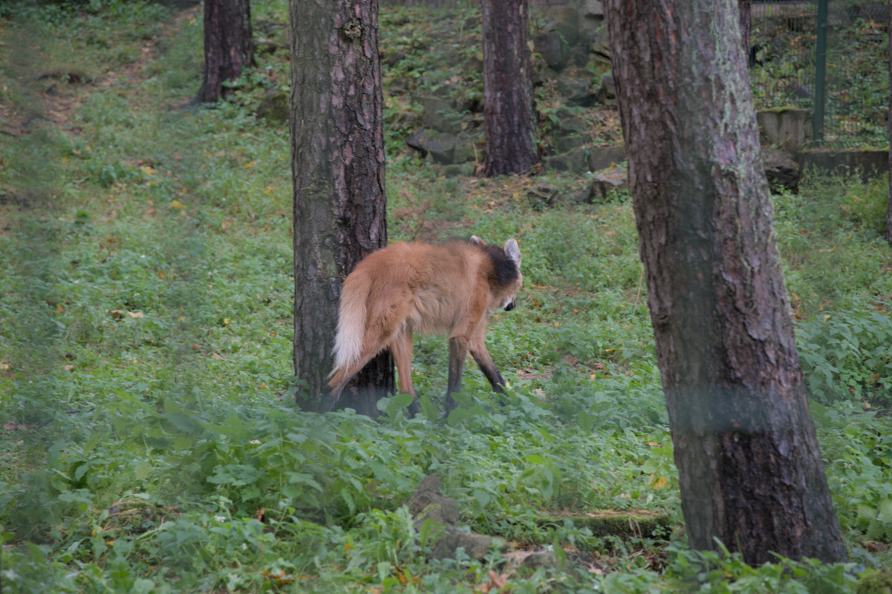 2025/10/12 - zoo/DSC_0061.jpg